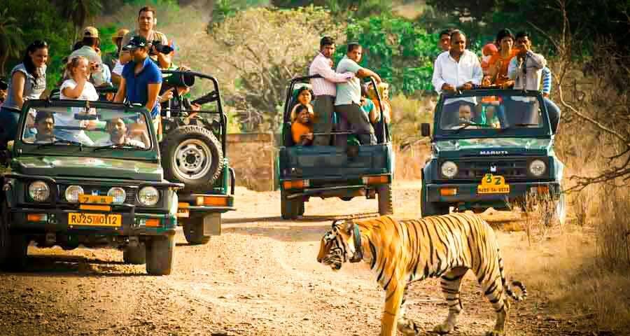 Ranthambore Tour
